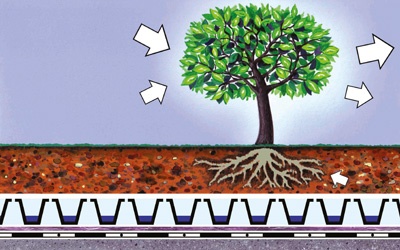 Tree turning carbon dioxide into oxygen